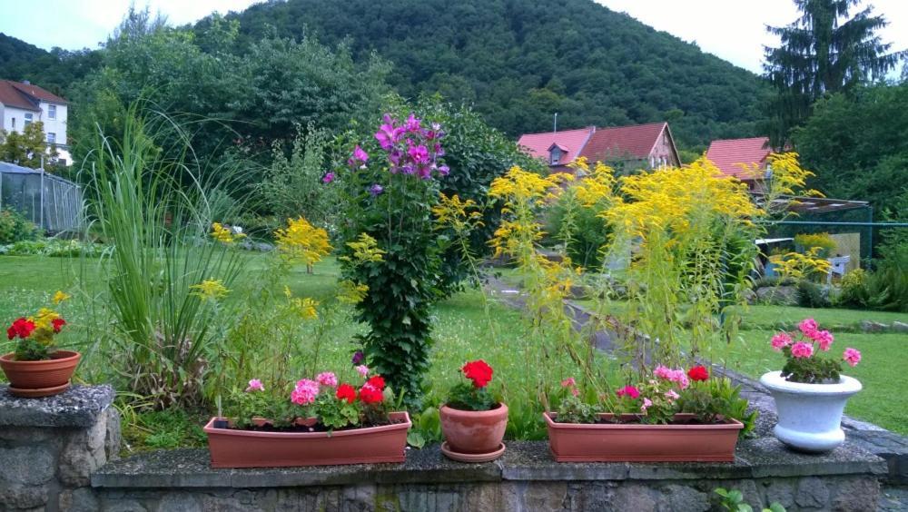 Ferienwohnung Bergblick - Inklusive Bodetal Therme Thale Eksteriør billede